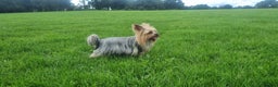 Yorkshire Terrier dogs for sale: 4 Lovely puppies  - Advert 1