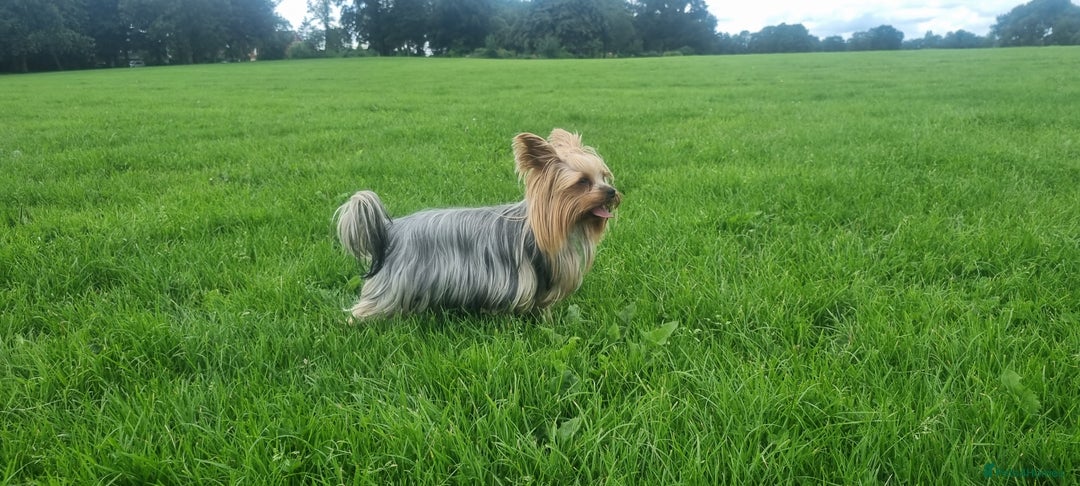 Yorkshire Terrier dogs for sale: 4 Lovely puppies  - Advert 1