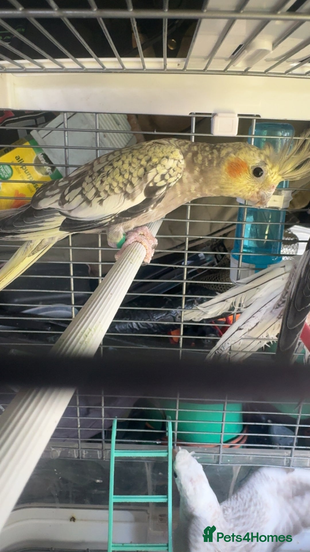 Cockatiels birds for sale: Baby cockatiel for sale mixed prices  - Image 25