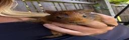 Guinea Pig rodents for sale: Mixed age guinea pigs  - Advert 8