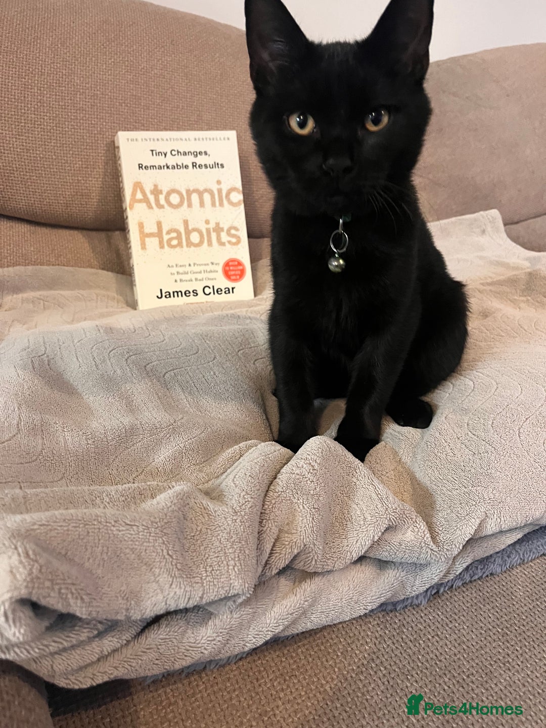 Mixed Breed cats for sale: 8 month old kitten - Advert 1