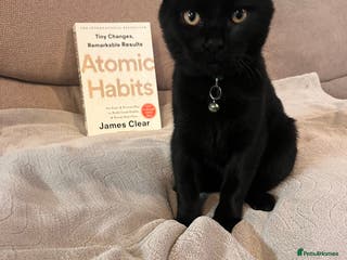 Mixed Breed cats 8 month old kitten - Advert 10