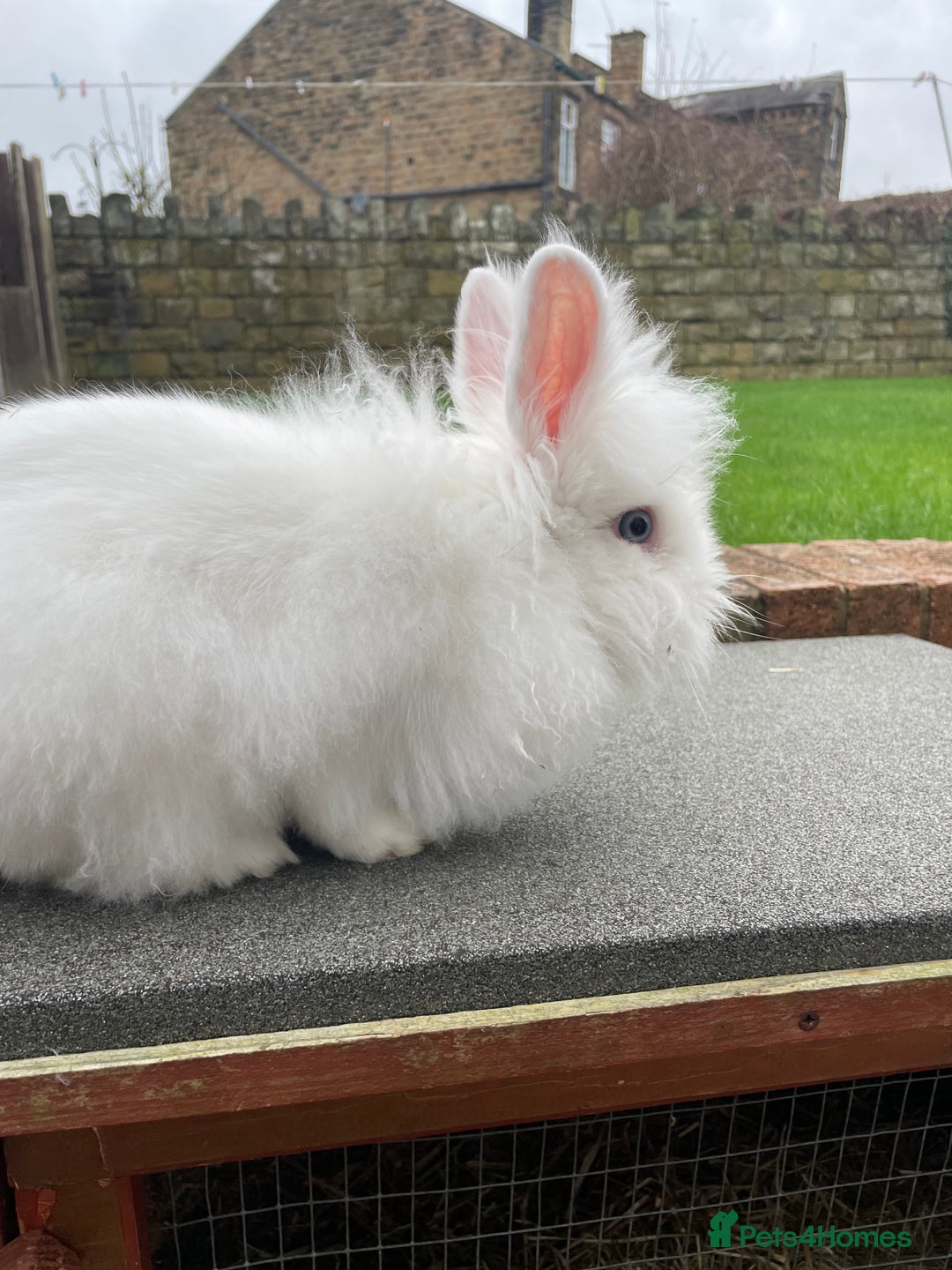 Lionhead rabbits for sale: White Lionhead female rabbit - Advert 7