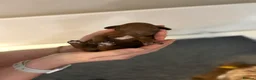 Cavapoo dogs for sale: Beautiful F1b Red Cavapoo Puppies - Advert 7