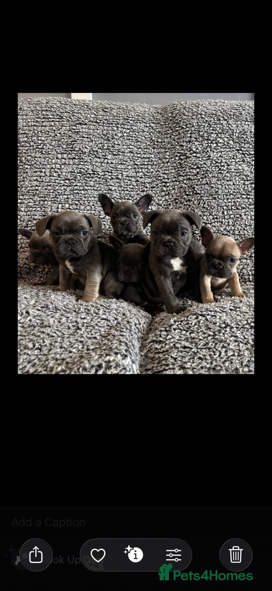 French Bulldog dogs French bulldog puppies  - Advert 7