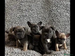 French Bulldog dogs French bulldog puppies - Advert 1