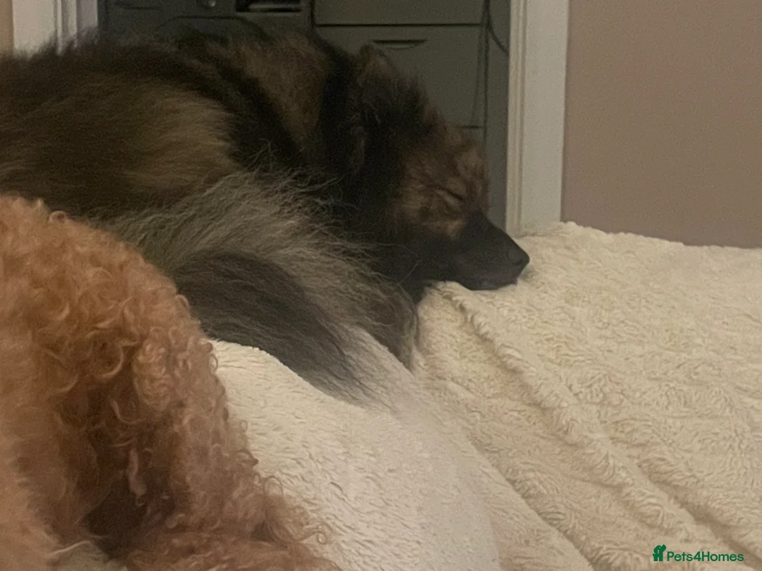 Pomapoo dogs for sale: Wolf sable pomapoo puppies  - Advert 7