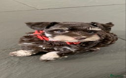 Miniature Schnauzer dogs for sale: 5* Licensed KC Toy Chocolate Schnauzers - Image 19