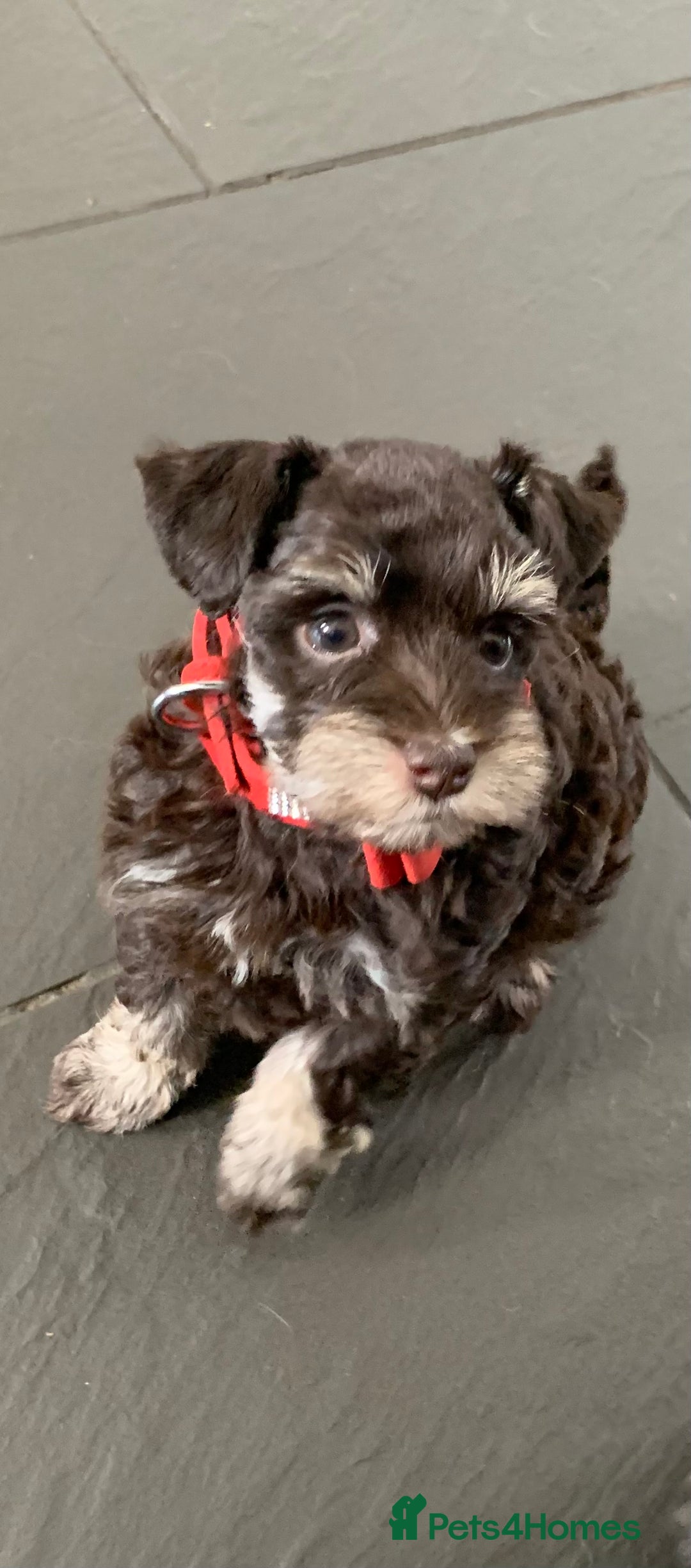 Miniature Schnauzer dogs for sale: 5* Licensed KC Toy Chocolate Schnauzers - Image 19