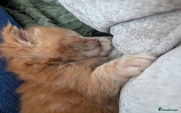 Maine Coon cats for sale: Beautiful Maine Coon Kittens - Image 14