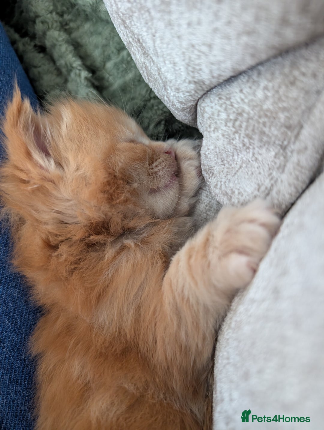 Maine Coon cats for sale: Beautiful Maine Coon Kittens - Image 14