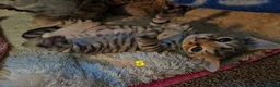 Devon Rex cats for sale: 💛 Devon Rex Kittens–2027 Litter Reservations 💛 - Advert 19