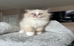 Ragdoll cats for sale: Registered Ragdoll kitttens for sale - Image 39