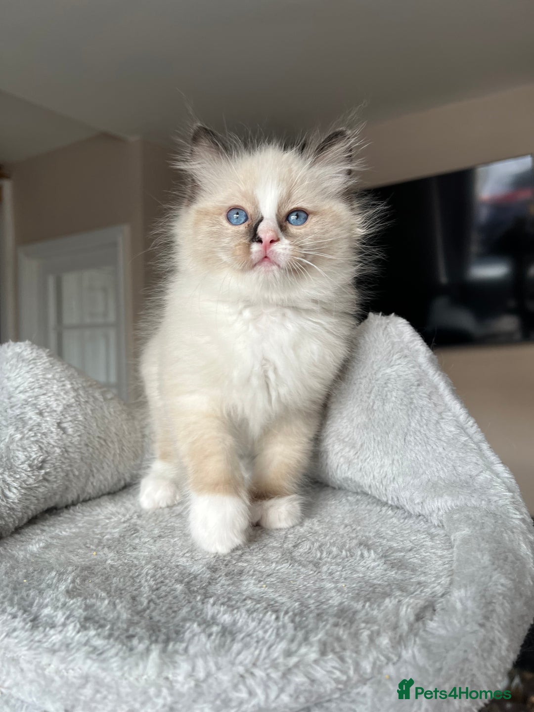 Ragdoll cats for sale: Registered Ragdoll kitttens for sale - Image 39
