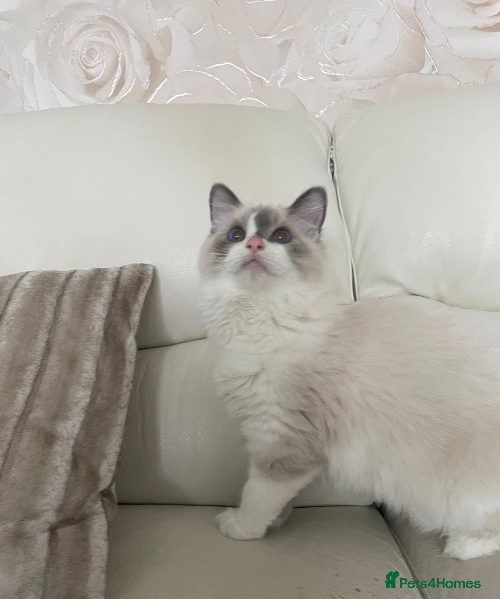 Ragdoll cats BI COLOUR RAGDOLL BOYS LOOKING FOR NEW HOMES  - Advert 8