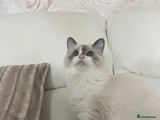 Ragdoll cats BI COLOUR RAGDOLL BOYS LOOKING FOR NEW HOMES - Advert 8