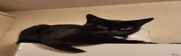 Domestic Shorthair cats for sale: Bonded pair of indoor girl cats - together only - Advert 14