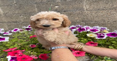 Cockapoo dogs - Advert 10