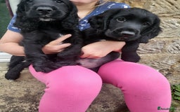 Cocker Spaniel dogs for sale: Working cocker spaniel puppies 2 black boys left.  - Image 1