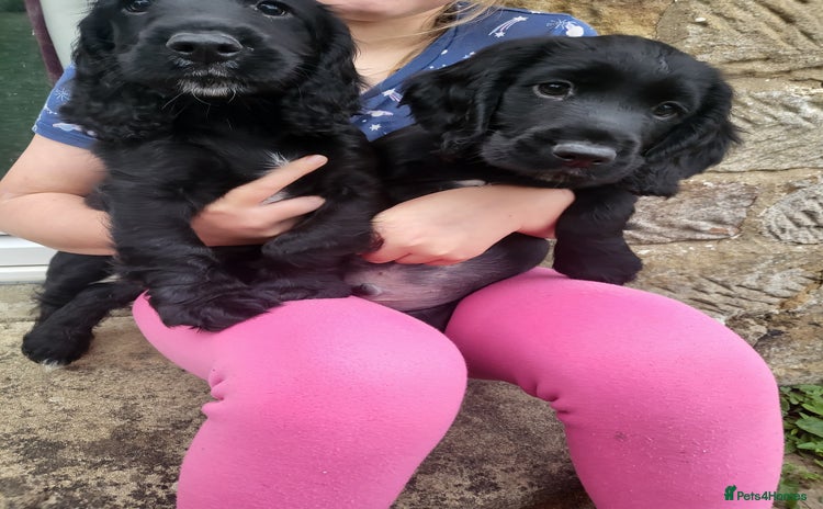 Cocker Spaniel dogs - Advert 15