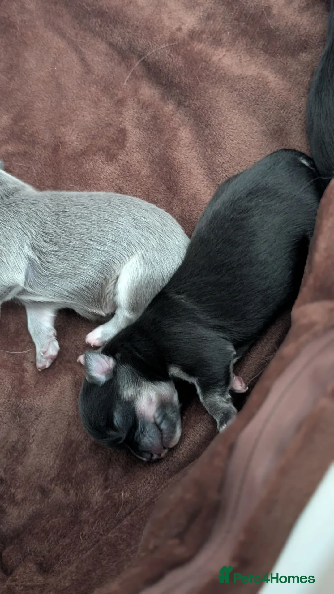 Chihuahua dogs for sale: Outstanding KC reg long haired chihuahuas - Advert 18