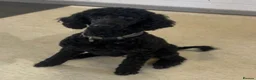 Standard Poodle dogs for sale: REDUCED TWO BOYS SOLD ONE GIRL SOLD stunning pups  - Advert 4