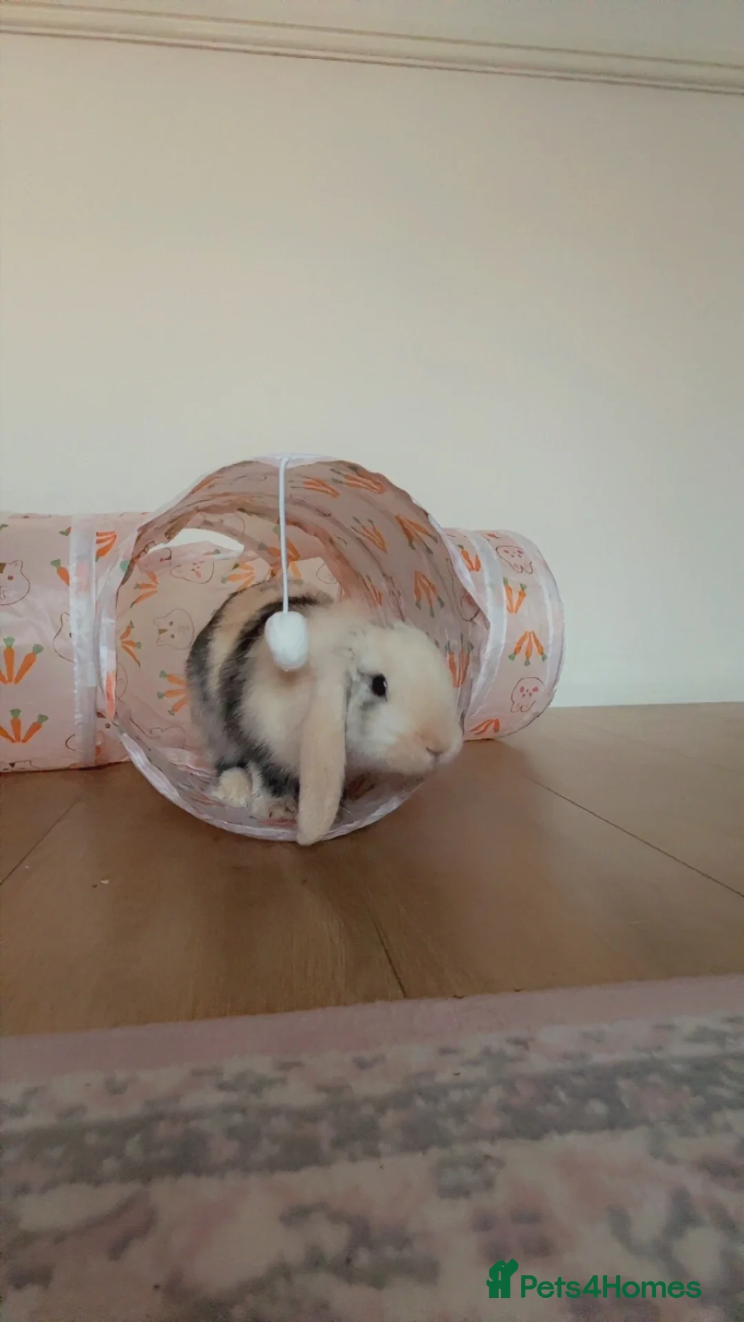 Mini Lop rabbits for sale: Two Mini Lop Rabbits in London - Advert 2