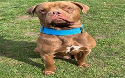Mastiff dogs for stud: Cane corso X mastiff for stud - Image 1