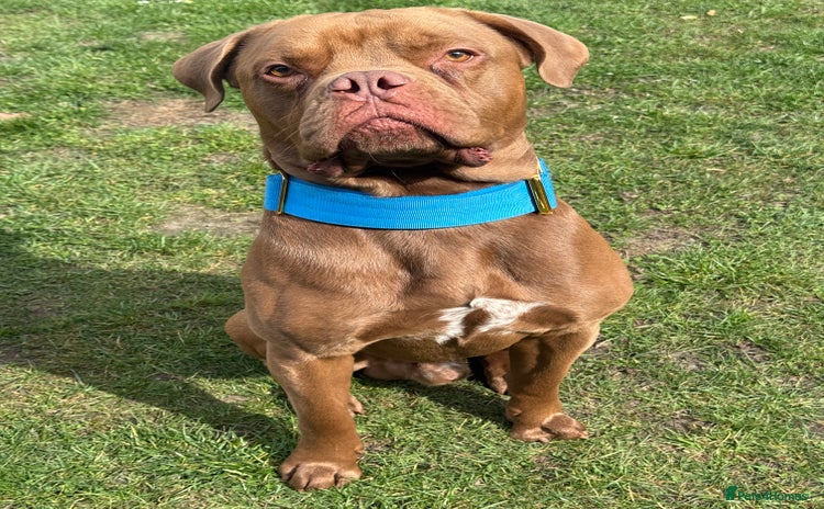 Mastiff dogs - Advert 6