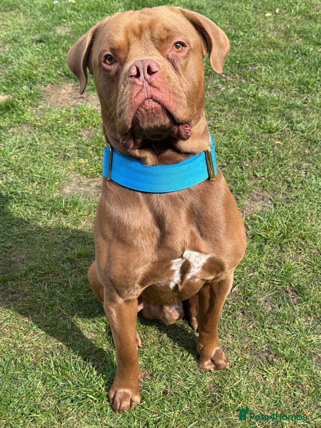 Mastiff dogs for stud: Cane corso X mastiff for stud - Image 1