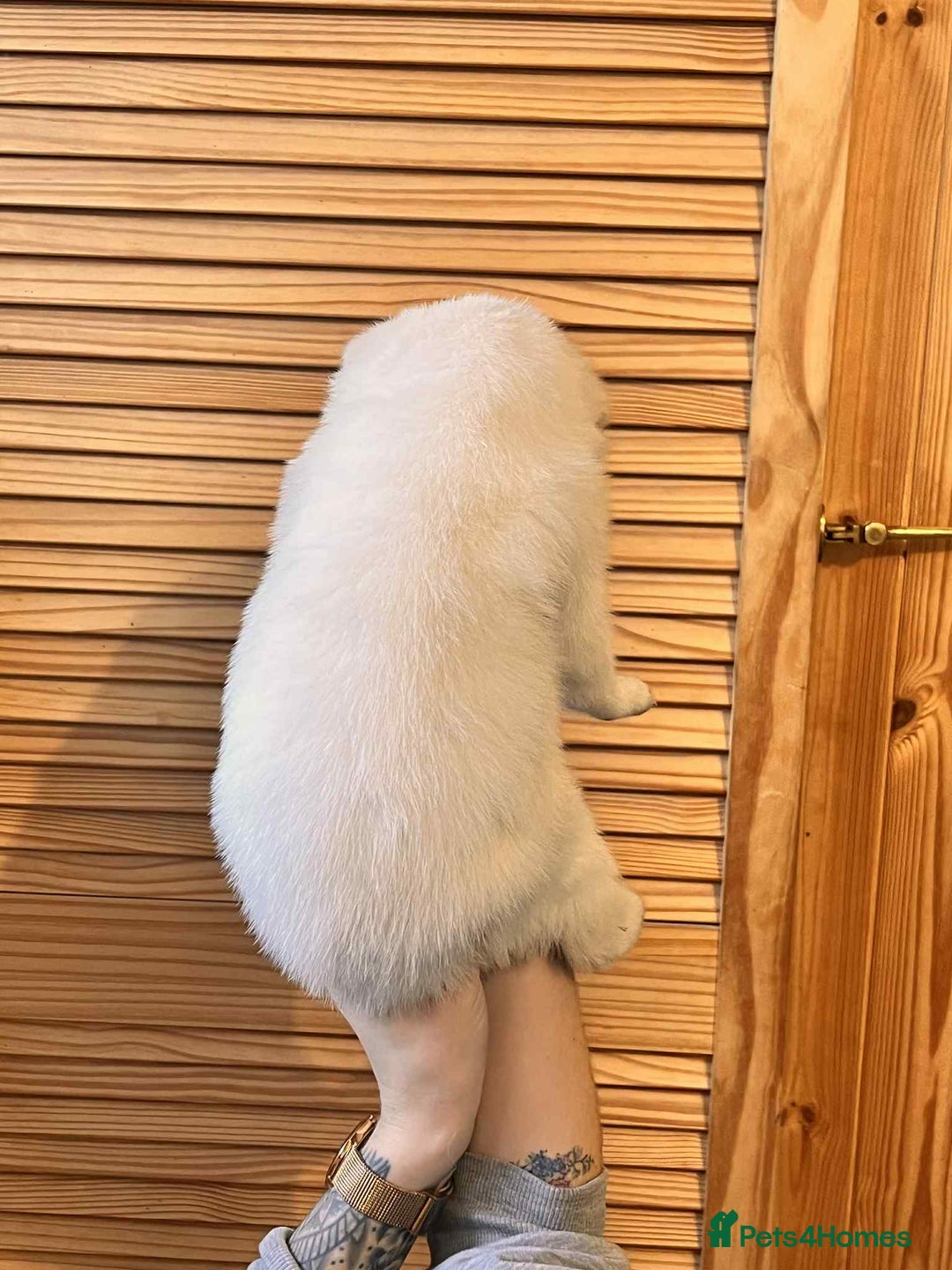 Siberian Husky dogs for sale: Siberian husky puppies x 5 - Advert 18