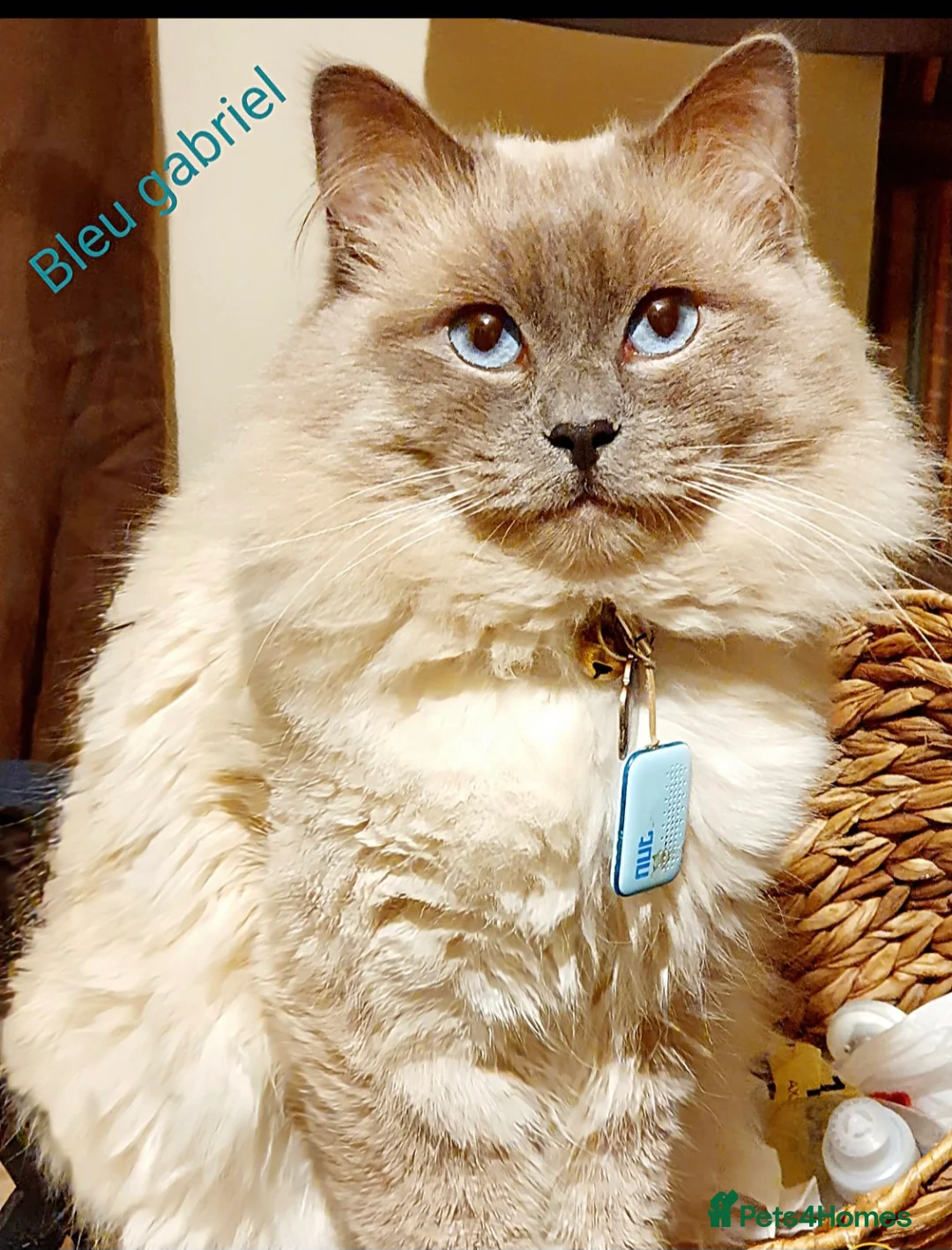 Ragdoll cats for sale: Gccf registered ragdoll kittens  - Advert 2