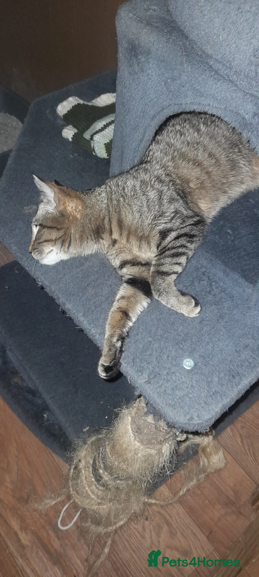 British Shorthair cats for sale: Sweet girl looking for her forever home in London - Advert 3