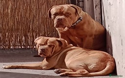 Dogue De Bordeaux dogs for sale: Marleys 17 months old - Image 3