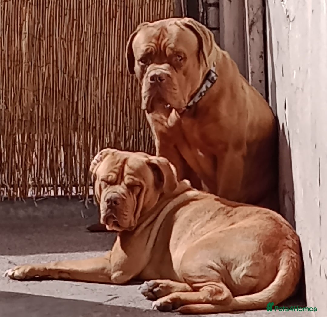 Dogue De Bordeaux dogs for sale: Marleys 17 months old - Image 3