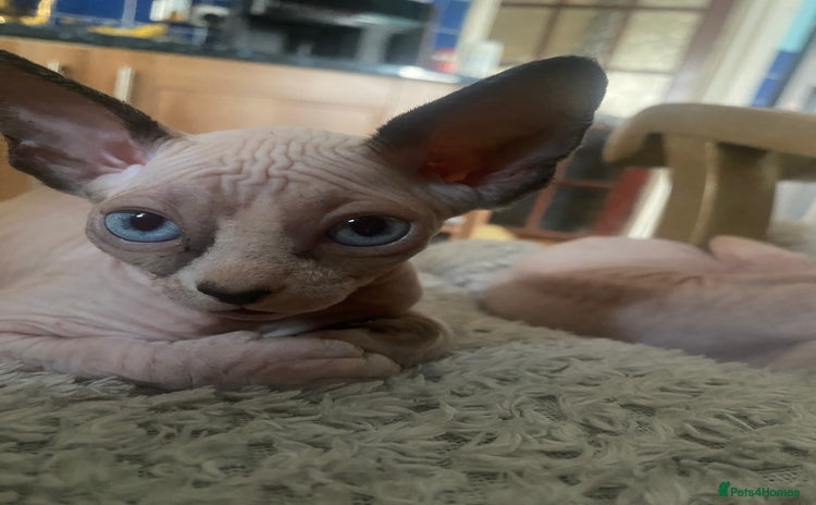 Sphynx cats - Advert 5