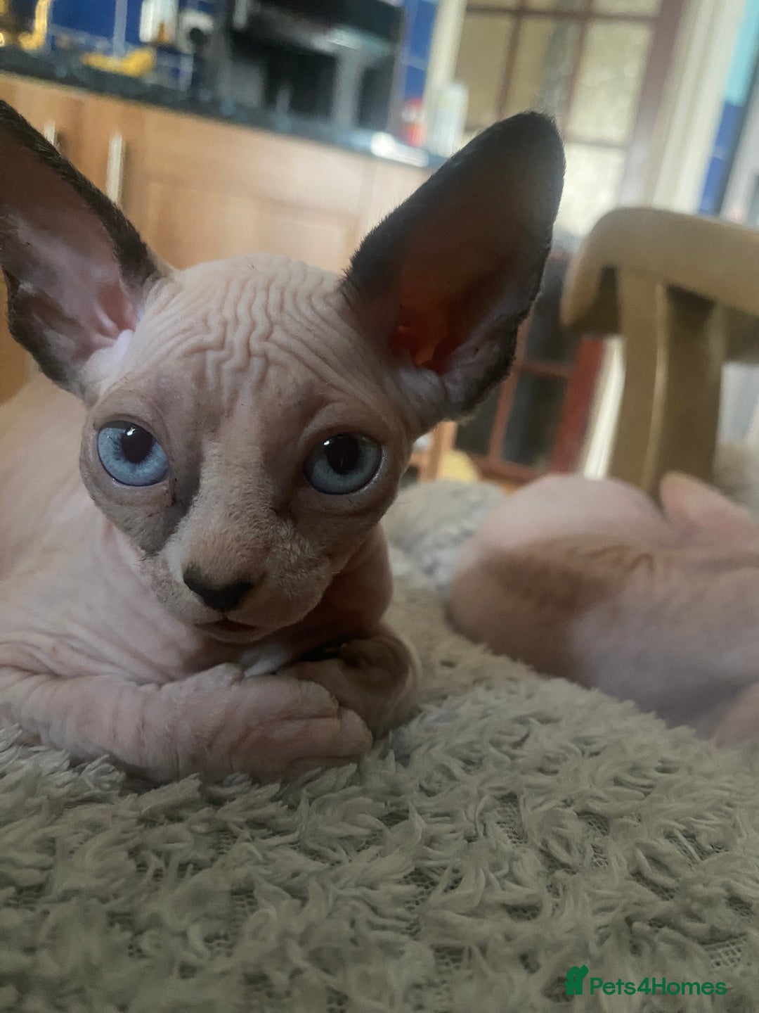 Sphynx cats for sale:  Sphynx kittens are looking for a loving  home. - Image 1