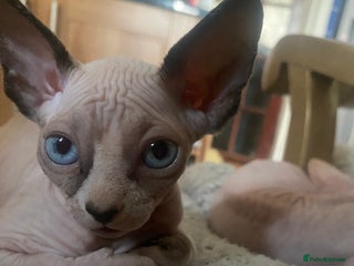 Sphynx cats - Advert 12