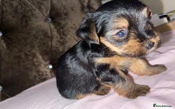 Yorkshire Terrier dogs for sale: Yorkshire terrier puppies for sale - Advert 6
