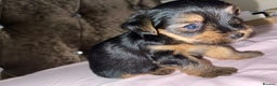 Yorkshire Terrier dogs for sale: Yorkshire terrier puppies for sale - Advert 6
