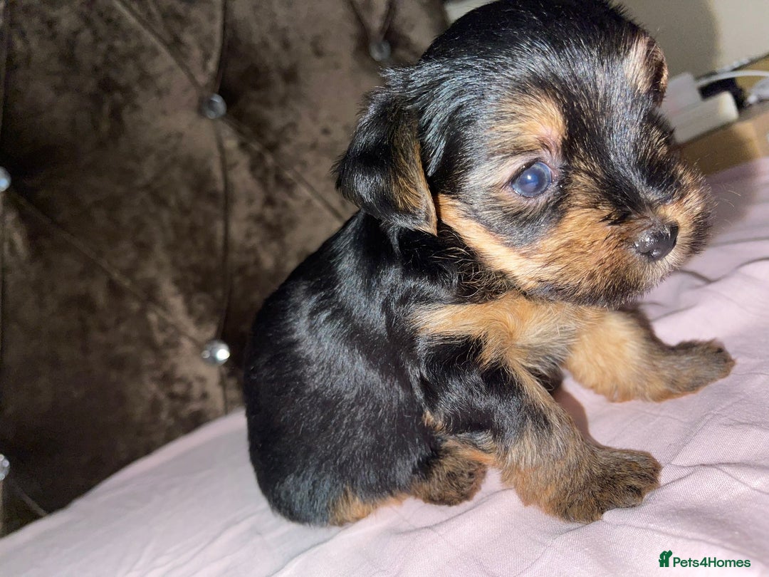 Yorkshire Terrier dogs for sale: Yorkshire terrier puppies for sale - Advert 6