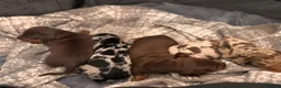 Miniature Dachshund dogs for sale: Miniature Dachshund Puppies 3 Girls & 1 Boy 🐾 - Advert 3