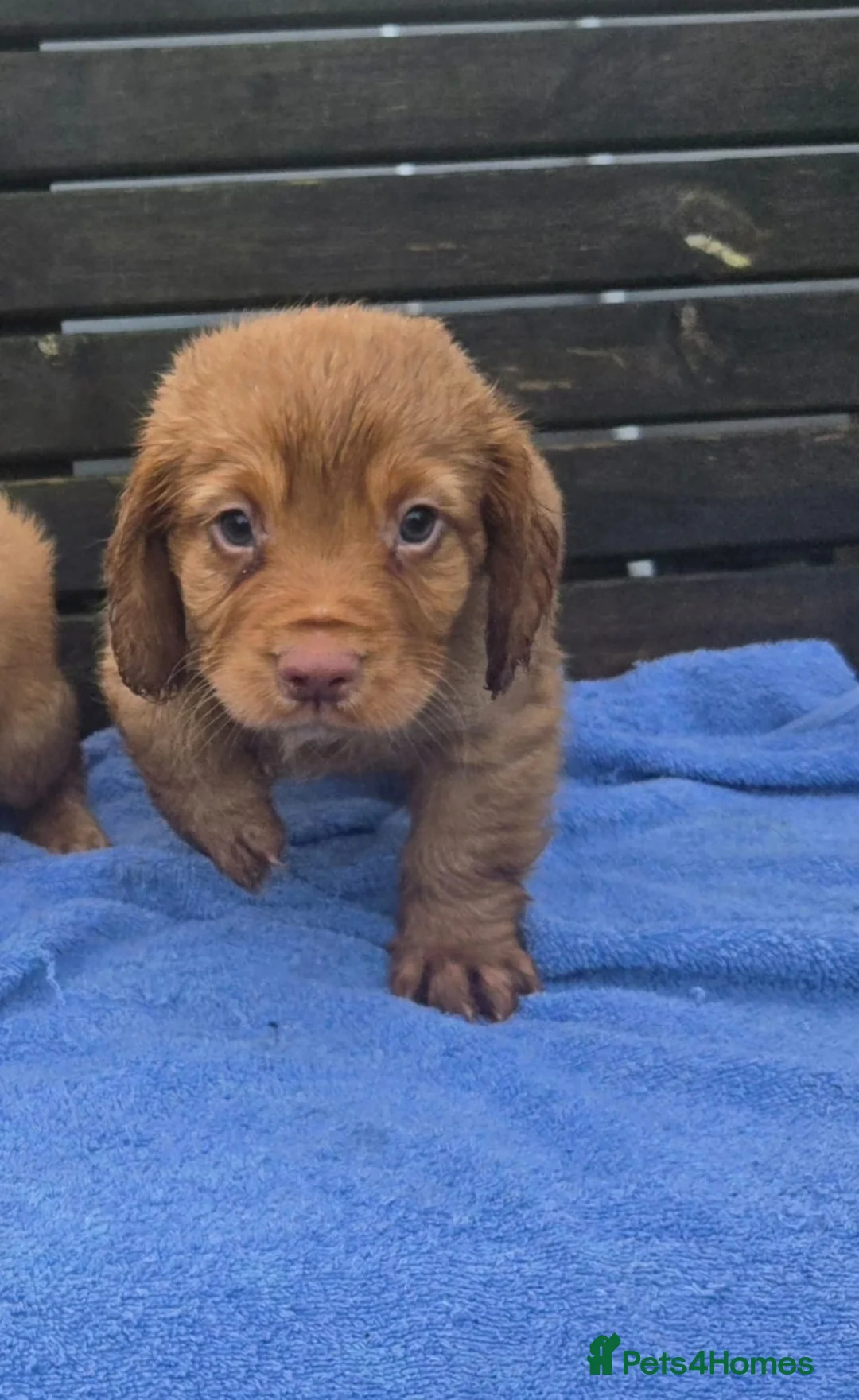 Cocker Spaniel dogs for sale: Cocker spaniel pups  - Advert 4