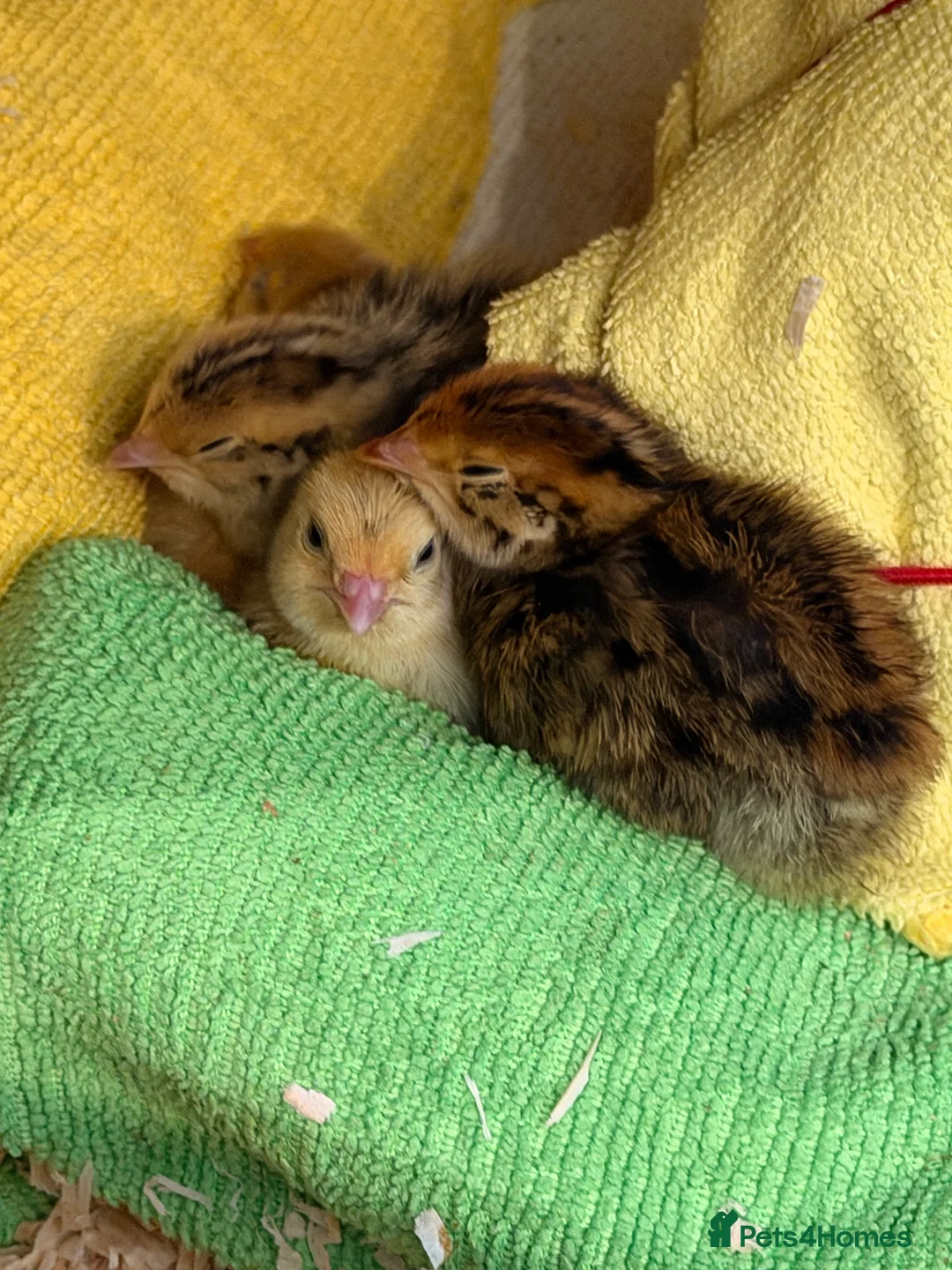 Quail poultry for sale: 4X Coturnix Quail Chicks Mixed in Oxford - Advert 1
