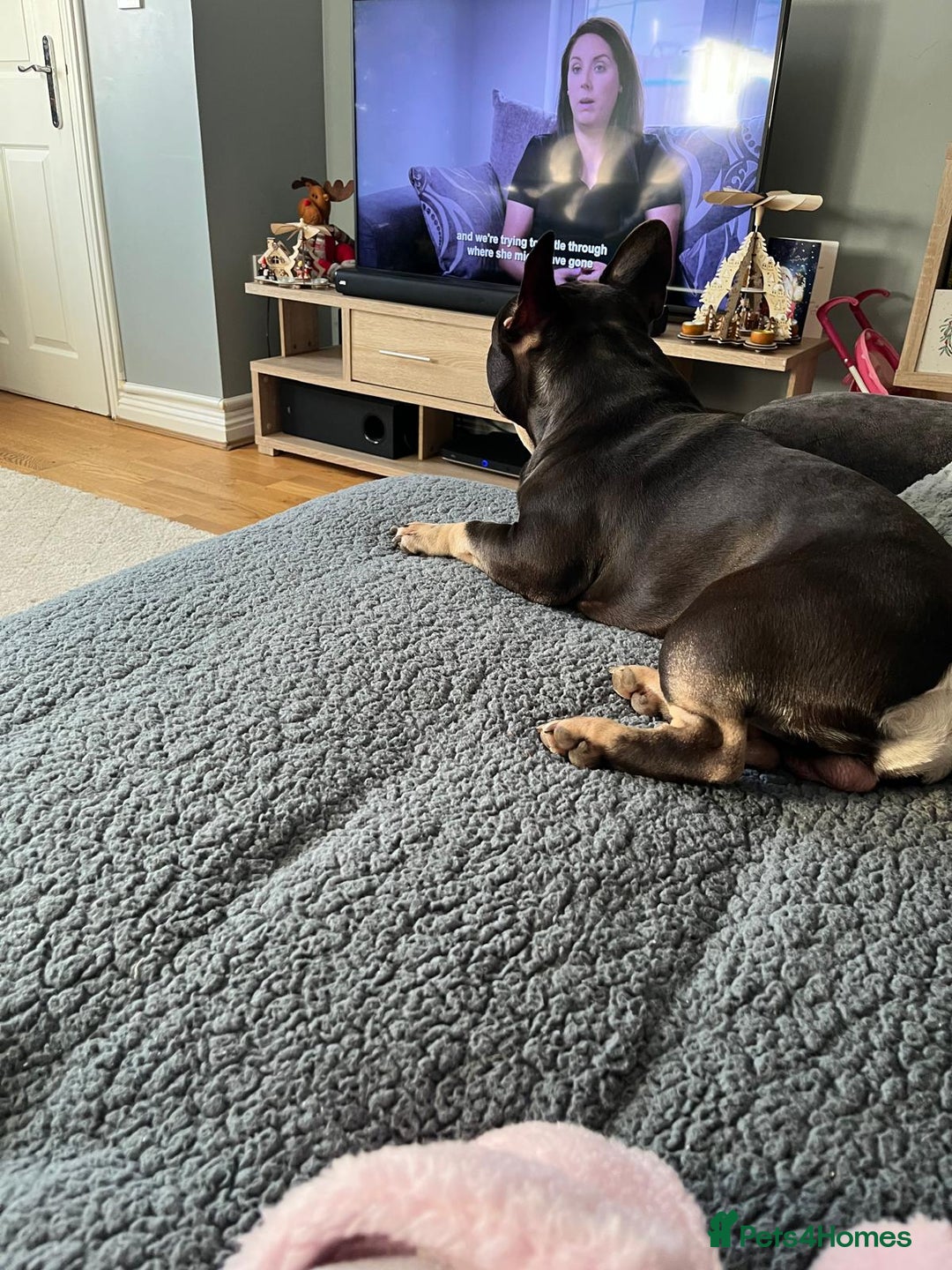 French Bulldog dogs for sale: French Bulldog- Please read advert - Advert 2