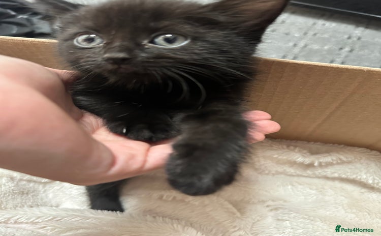 Domestic Shorthair cats - Advert 5