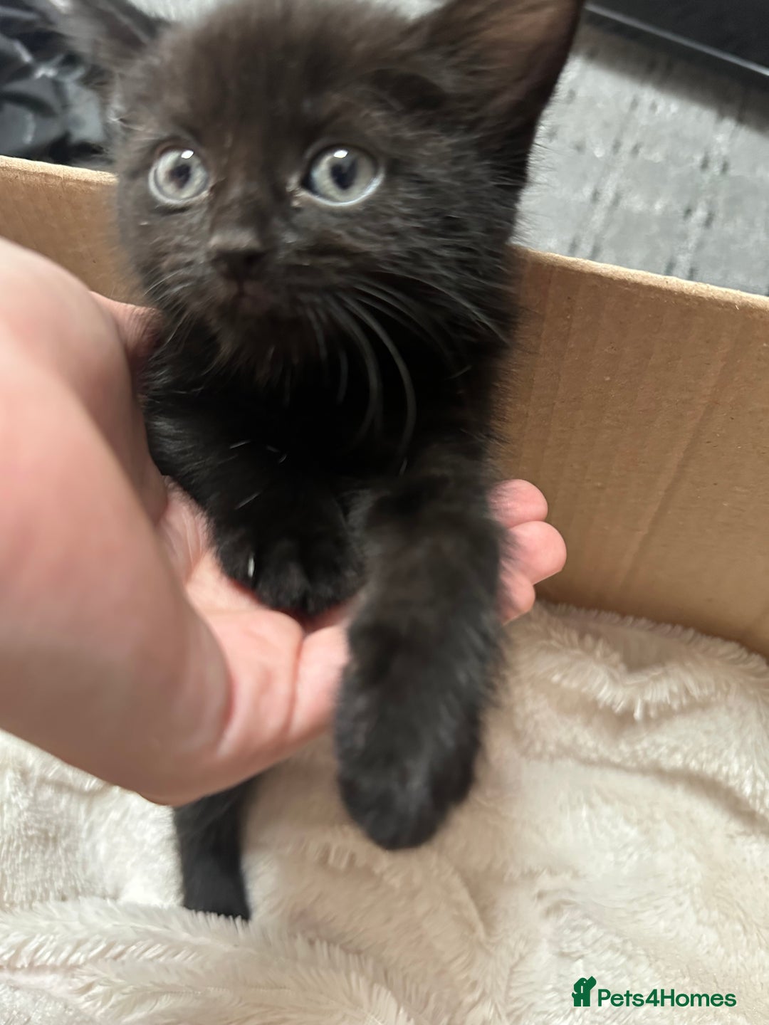 Domestic Shorthair cats for sale: Black shorthair kitten - Image 1