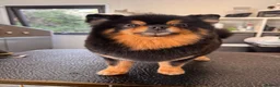 Pomeranian dogs for sale: Stunning Black and Tan Pomeranian  - Advert 4