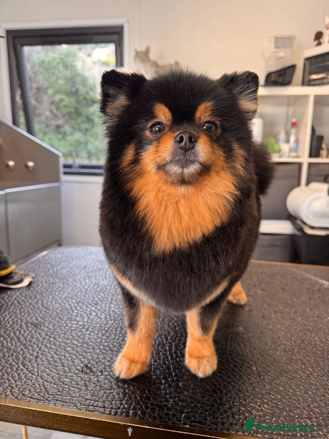 Pomeranian dogs for sale: Stunning Black and Tan Pomeranian  - Advert 4