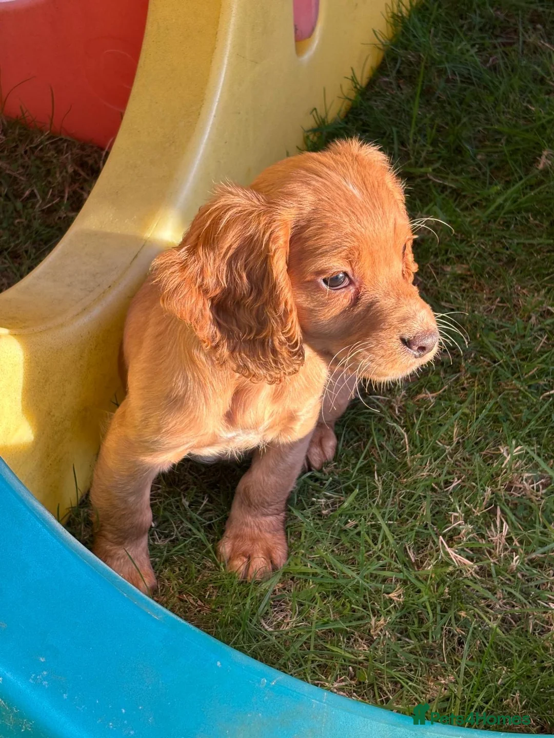 Cocker Spaniel dogs for sale: Beautiful Cocker Spaniel Puppies - Advert 14
